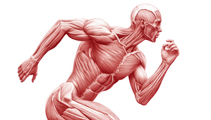 Muscular System in Motion – Human Anatomy Runner