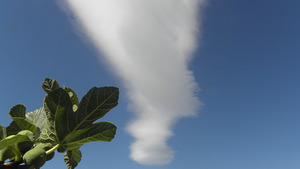 improbable encounter