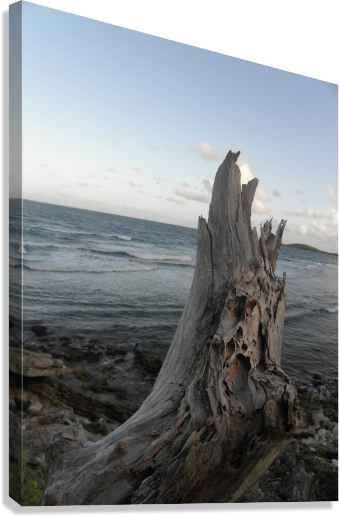 bay keeper Canvas Print