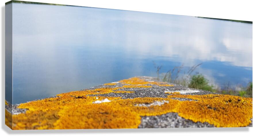 Dream Canvas Print