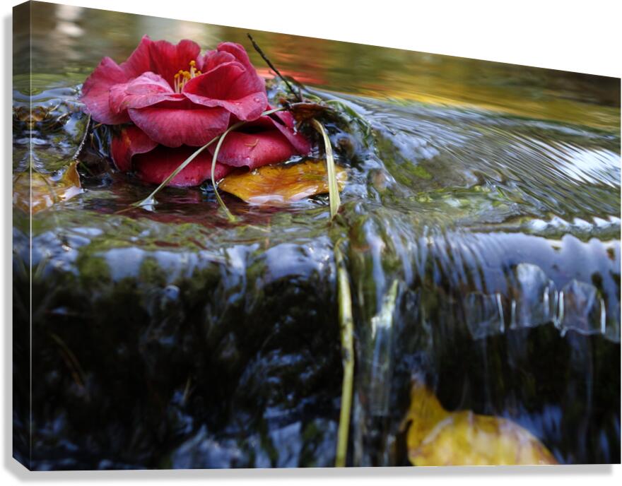 drifting Canvas Print