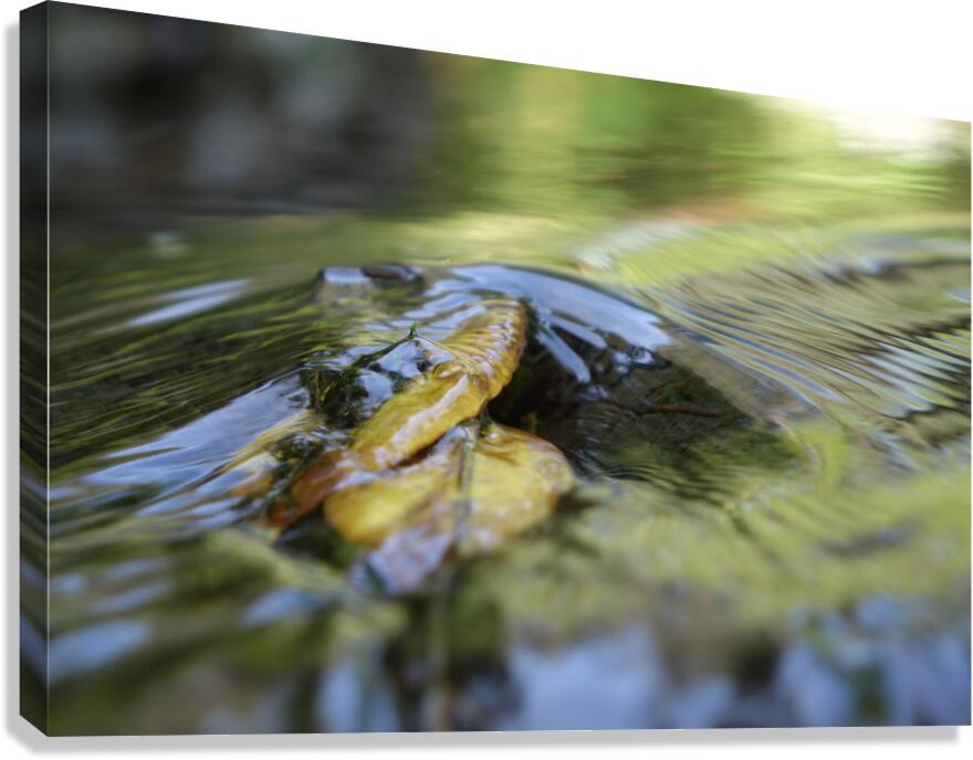 swirl Canvas Print