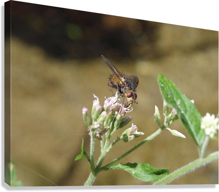 the fly that thought it was a bee Canvas Print