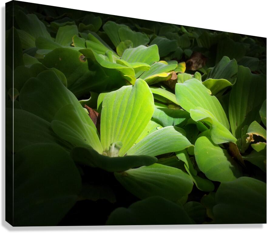 sweet Canvas Print