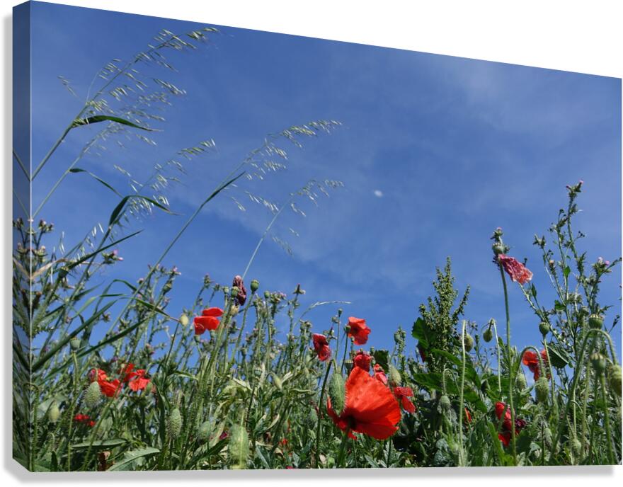 sunburn Canvas Print