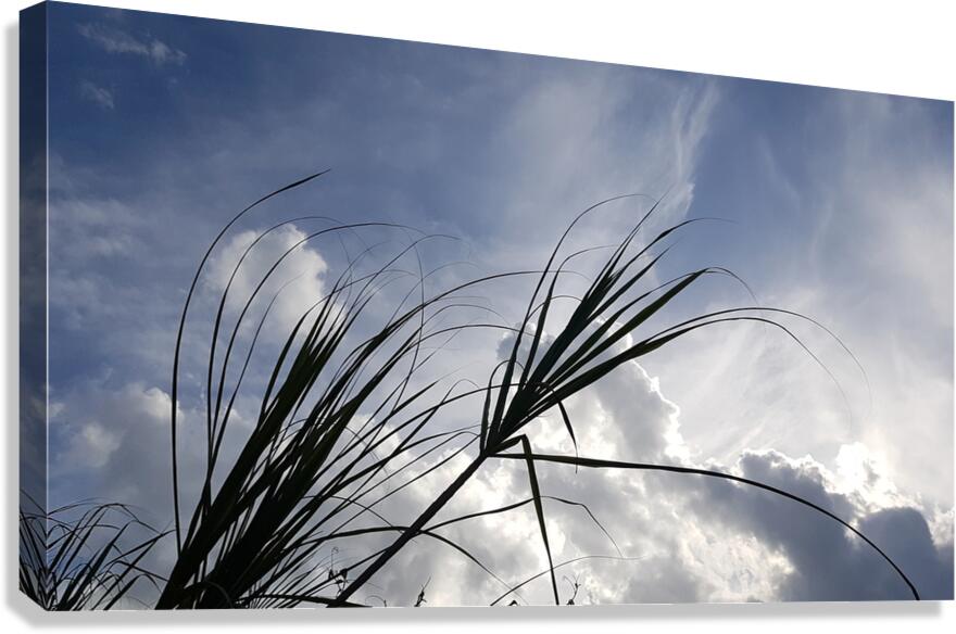 with the wind Canvas Print