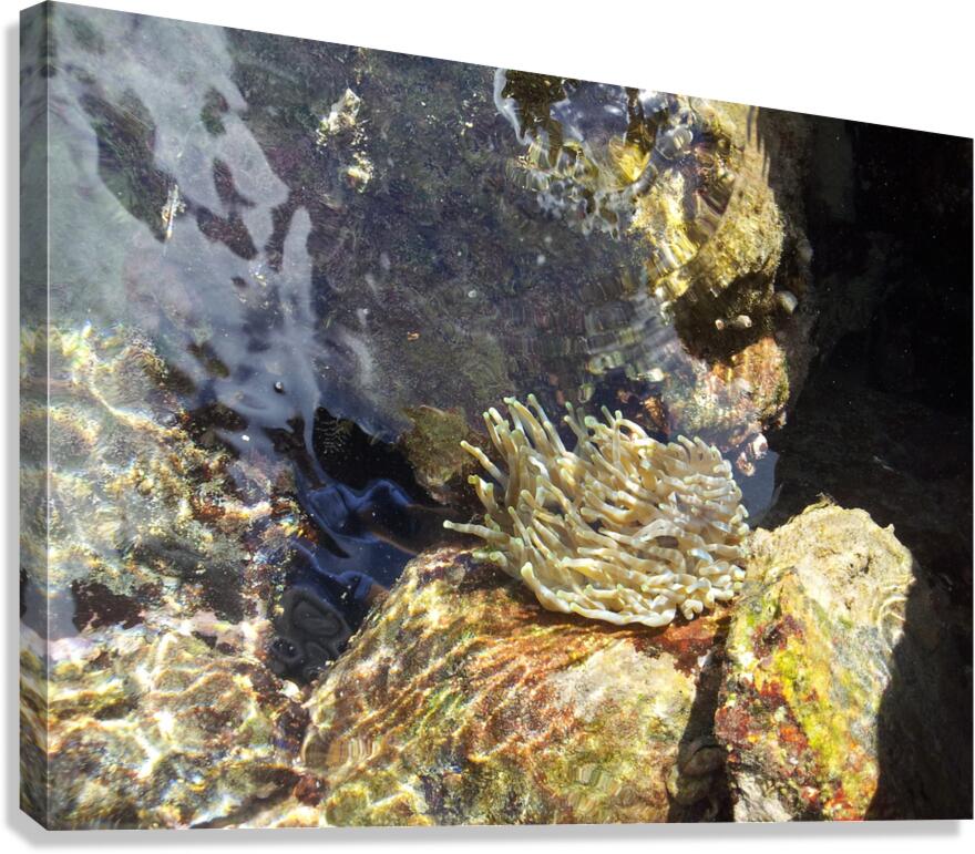 transparency Canvas Print