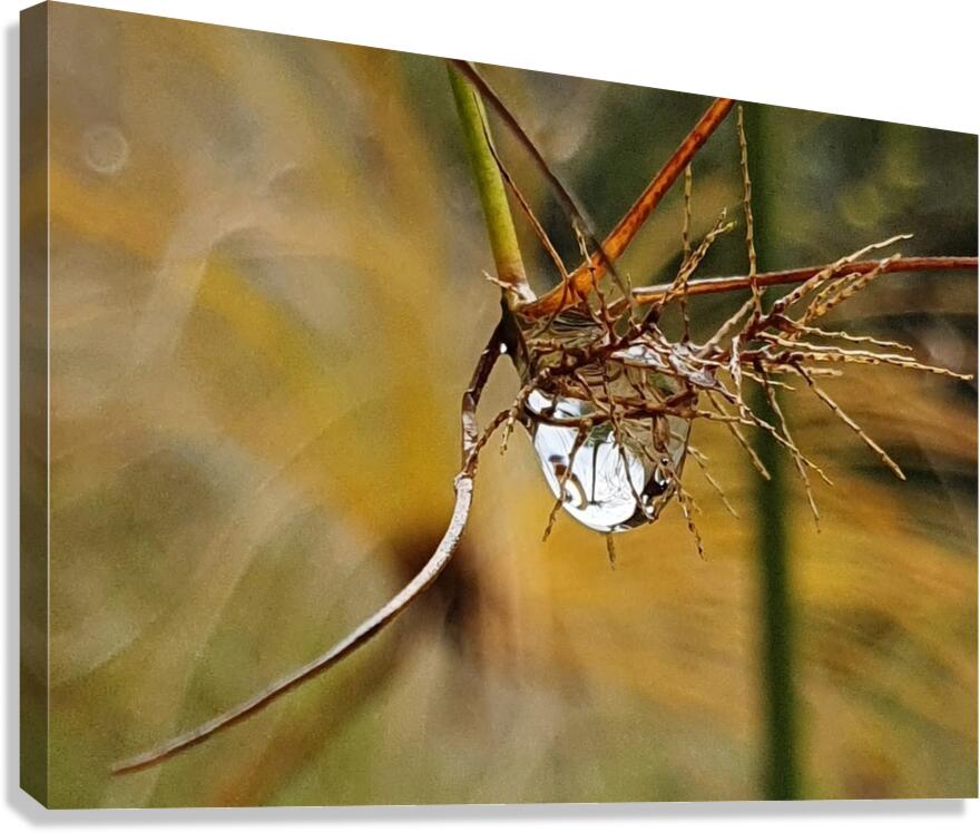 Vegetable sweat Canvas Print