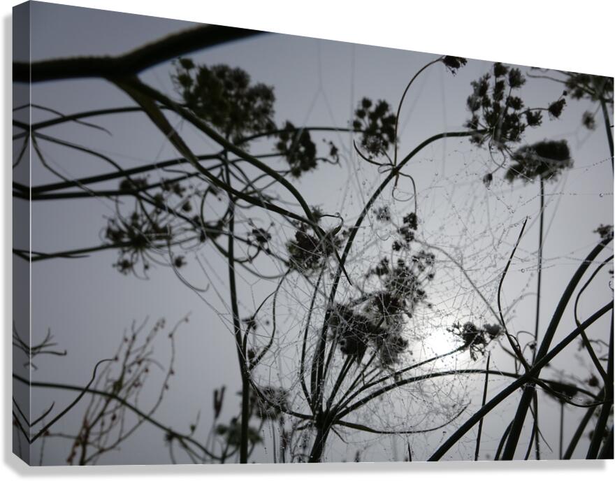 tangle Canvas Print