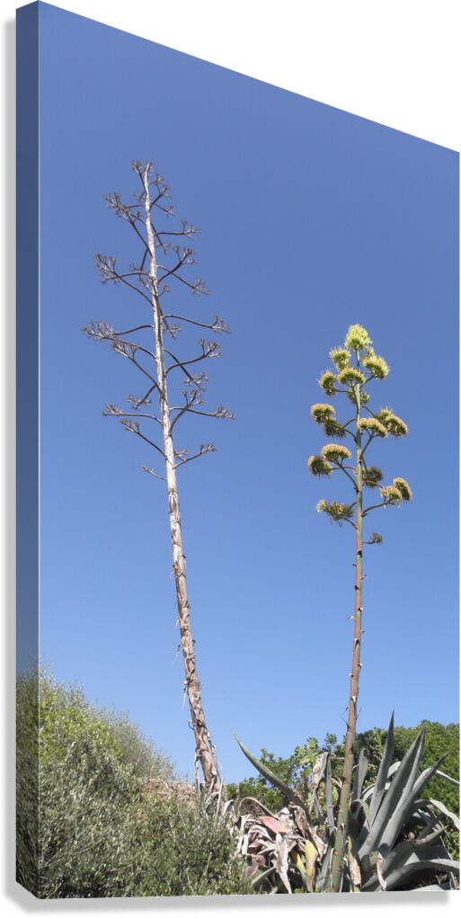 before after Canvas Print