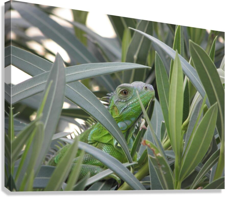 incognito Canvas Print