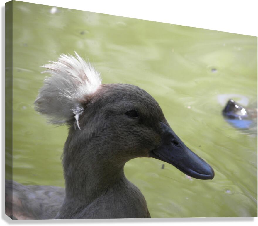 punk Canvas Print