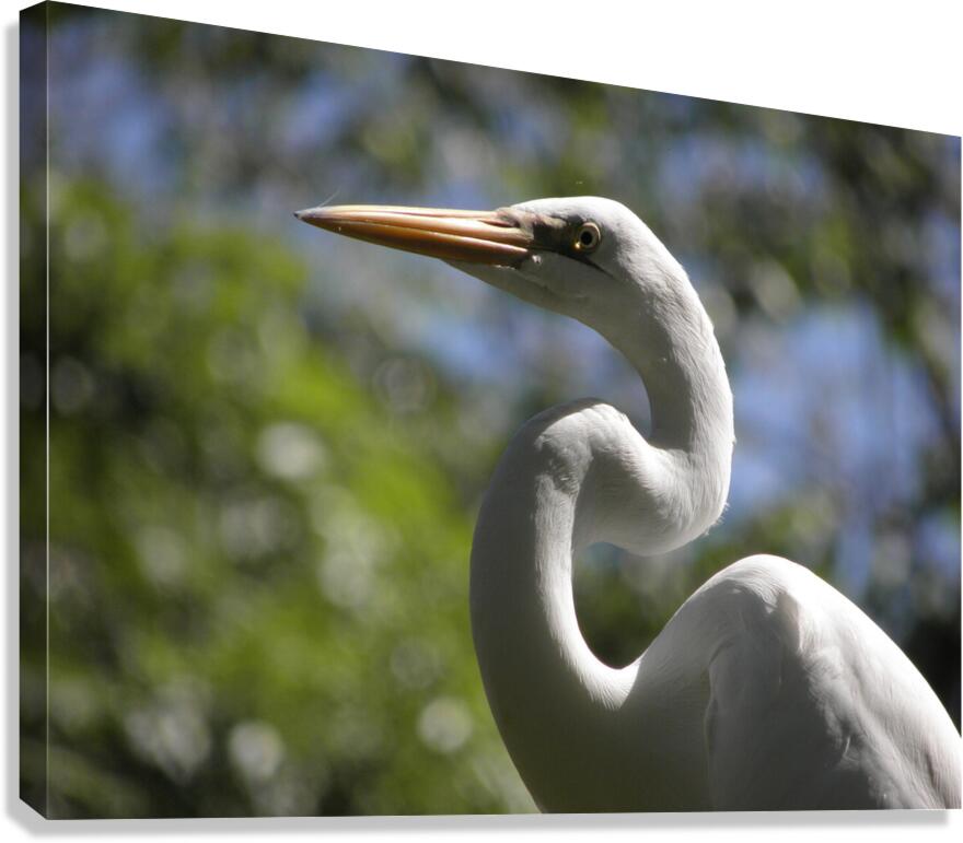 twisted Canvas Print