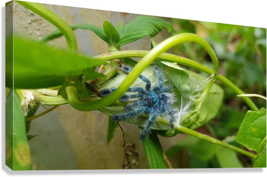 cocoon Canvas Print