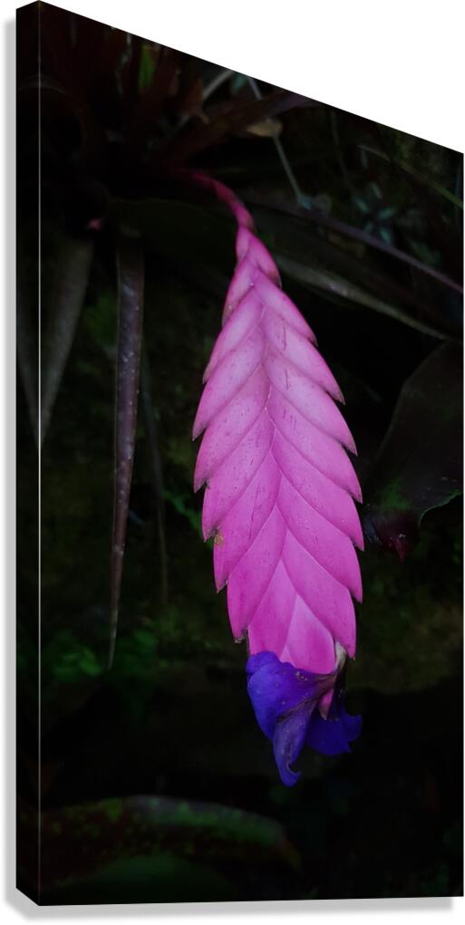 two tone Canvas Print