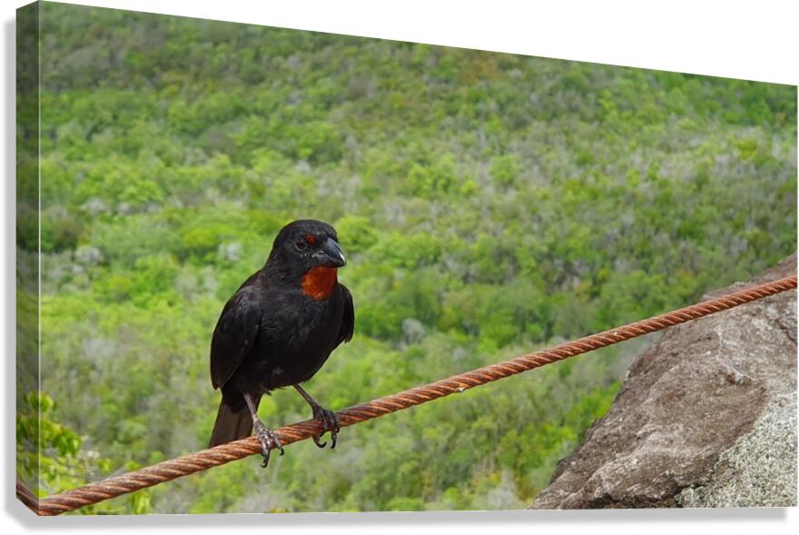 tightrope walker Canvas Print