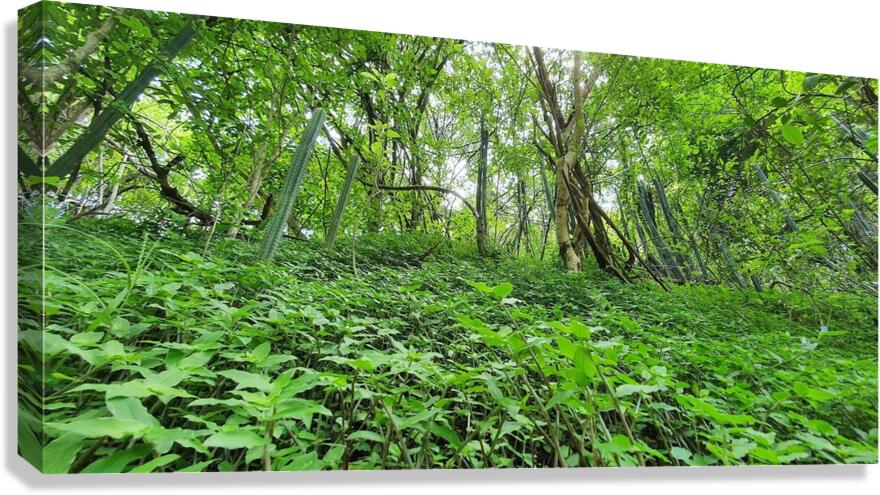 natural carpet Canvas Print