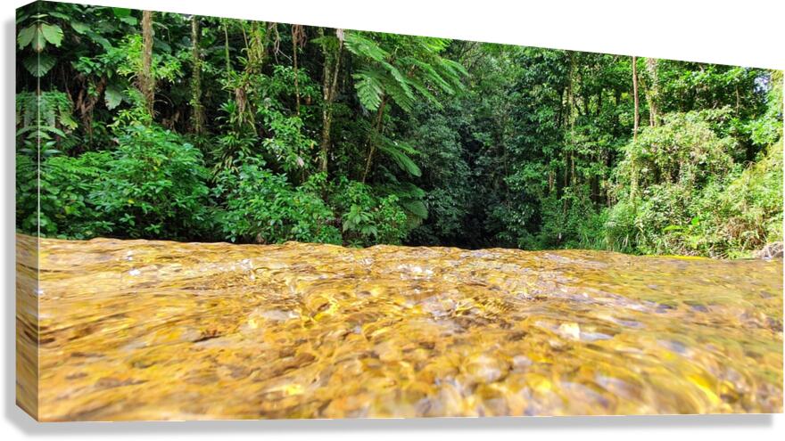 before diving Canvas Print