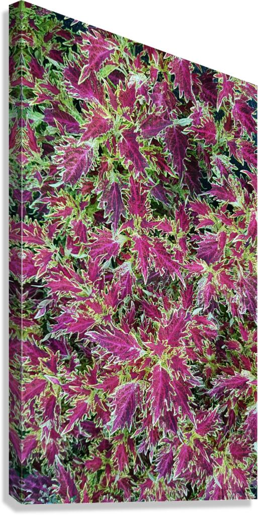natural colored patchwort Canvas Print