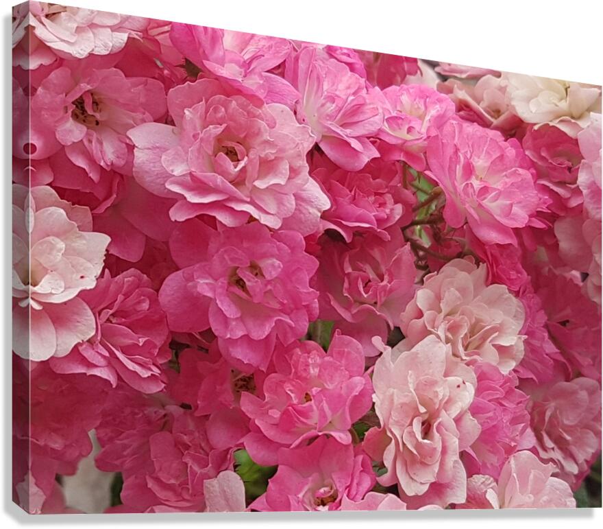 pink gradient Canvas Print