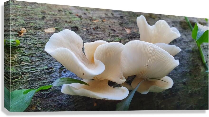 natural shape Canvas Print