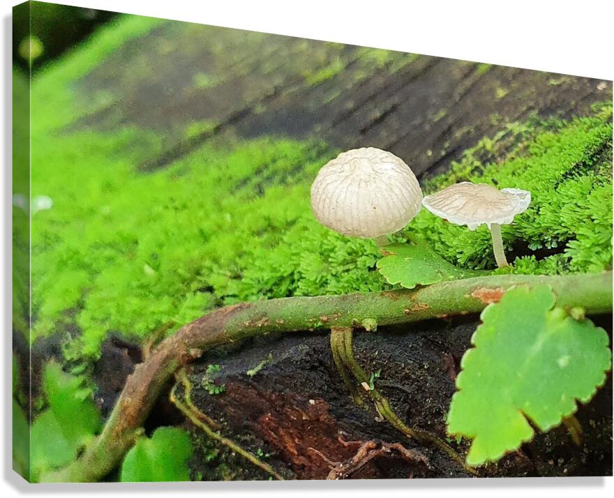 iced Canvas Print