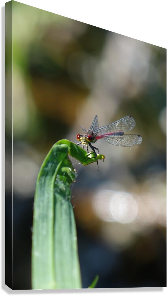 immediate takeoff Canvas Print