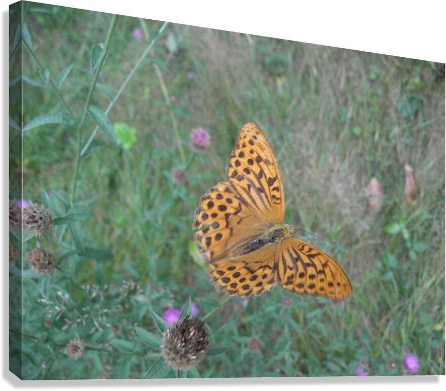I fly Canvas Print