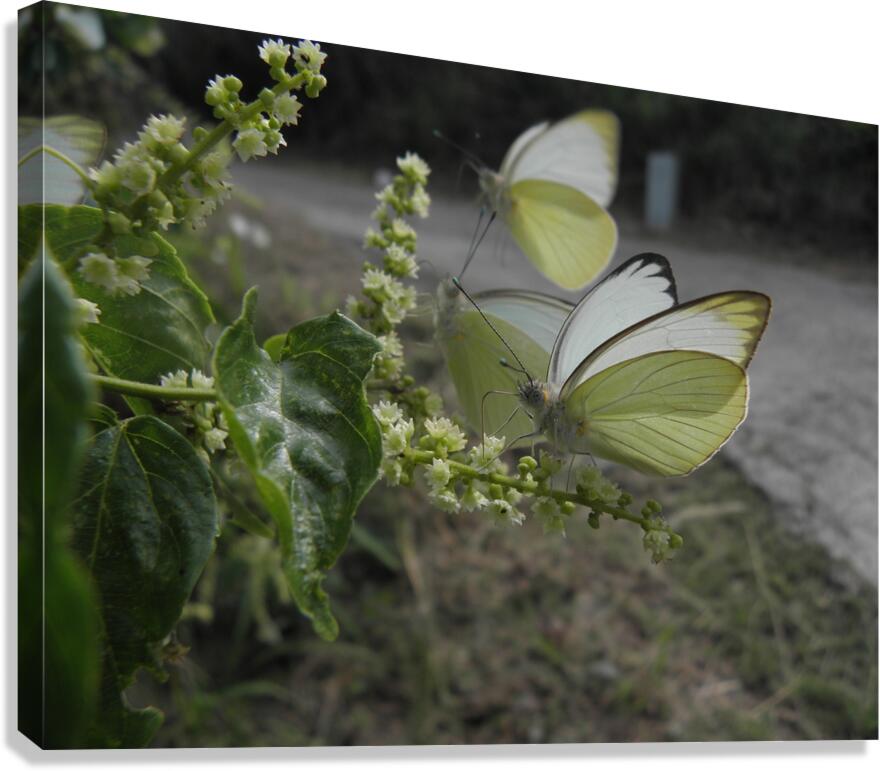 it s nectar time Canvas Print