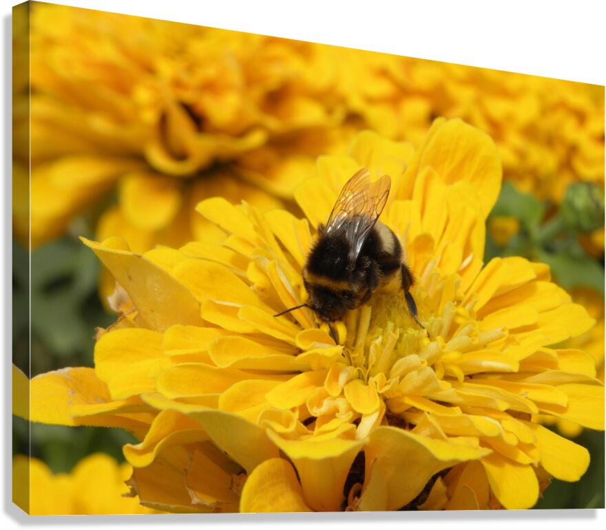 nostrils full Canvas Print