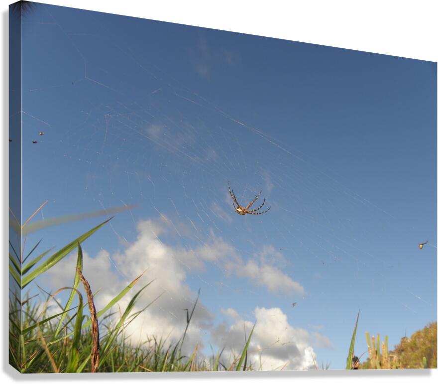 suspended Canvas Print
