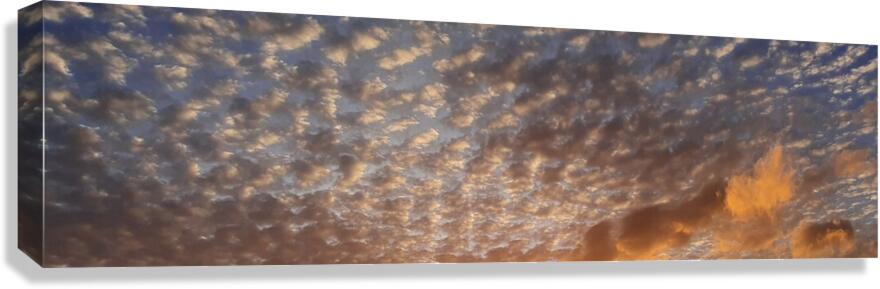 cottony Canvas Print