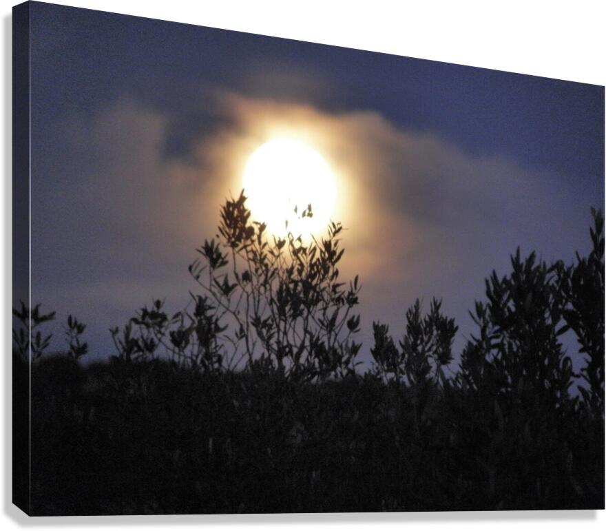 veiled Canvas Print