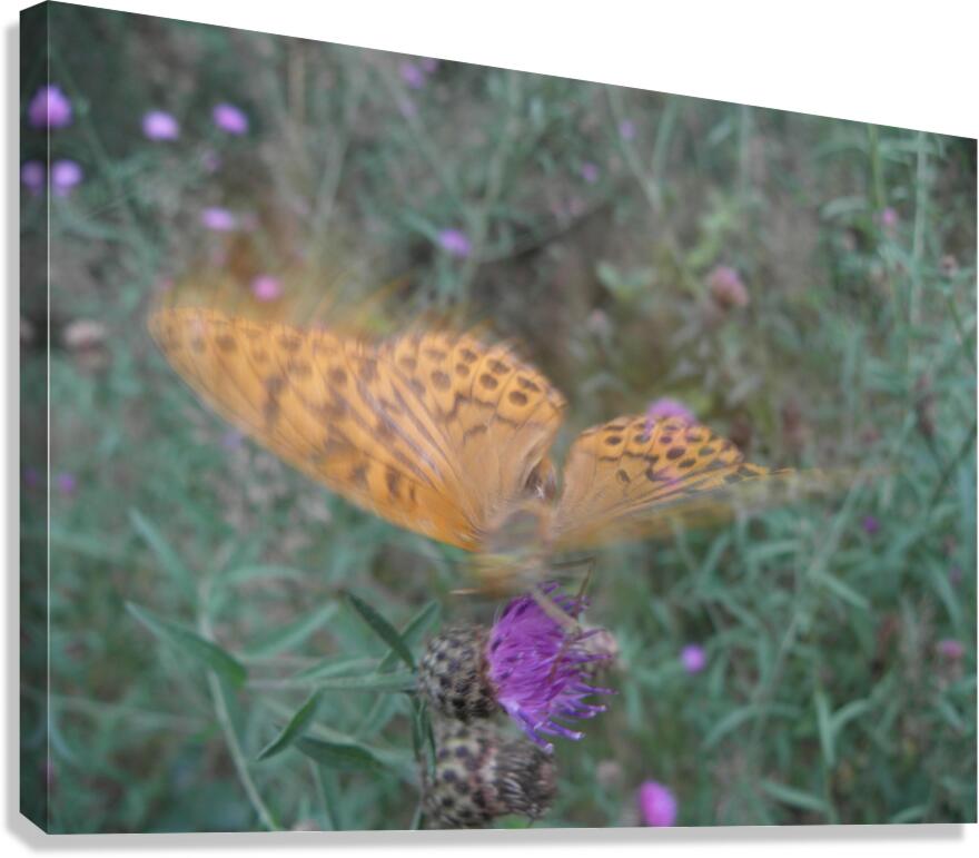 butterfly dream Canvas Print
