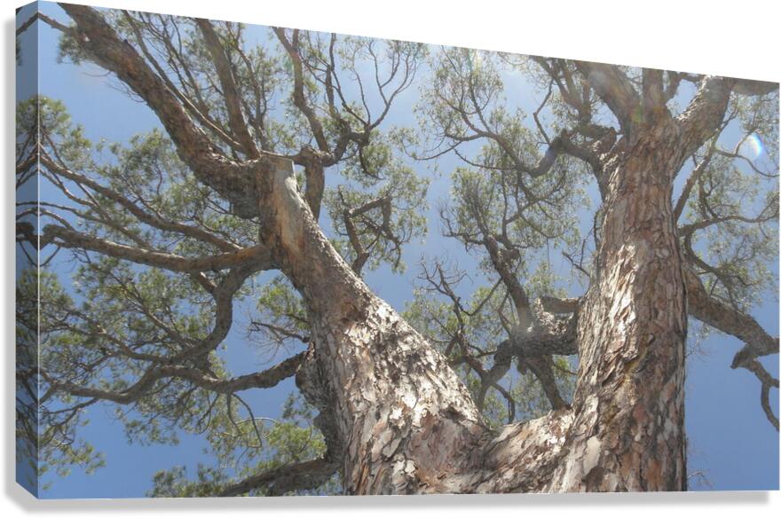 become one Canvas Print