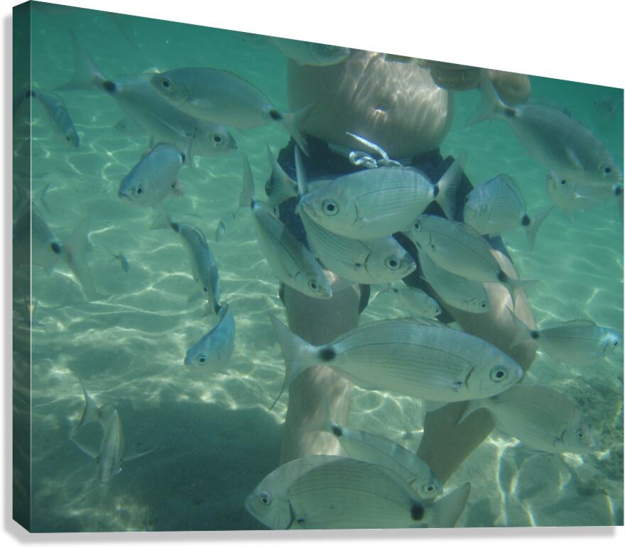 curious fish Canvas Print
