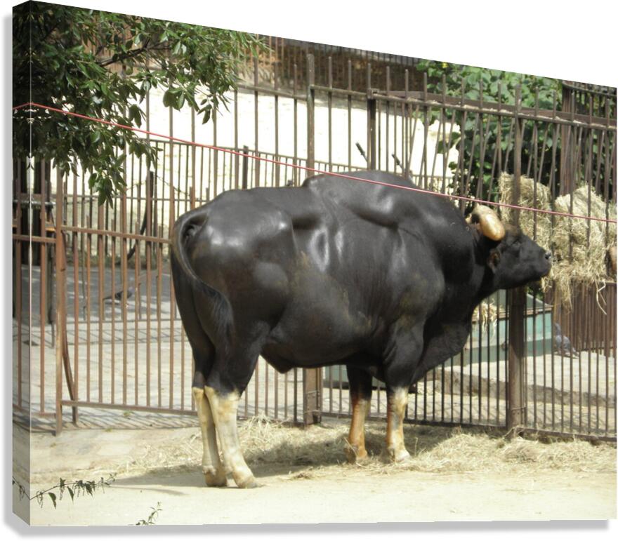 bodybuilder Canvas Print