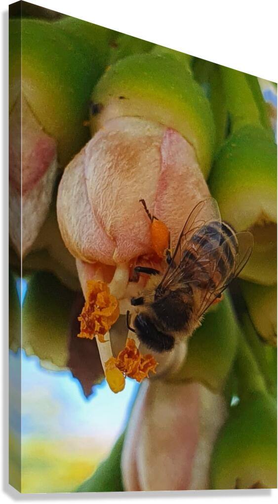 I pollinate Canvas Print