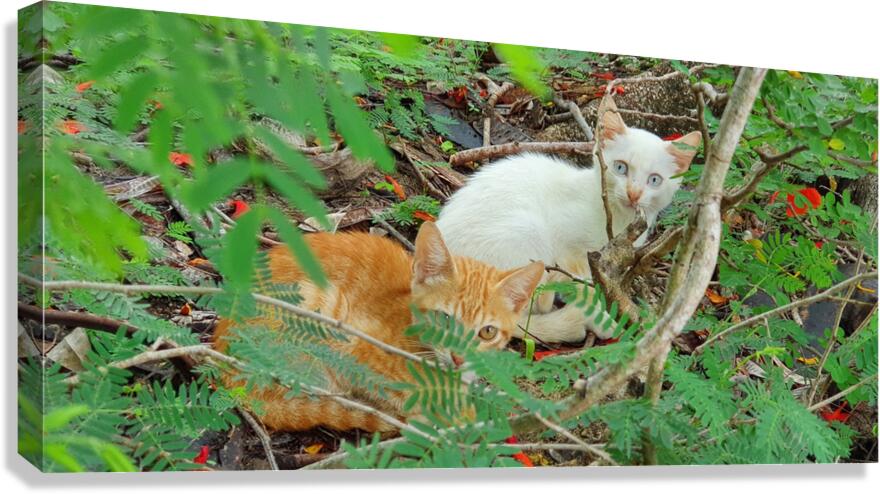 friends Canvas Print