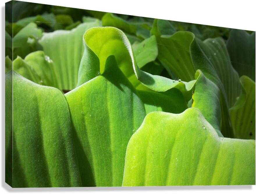 silky Canvas Print