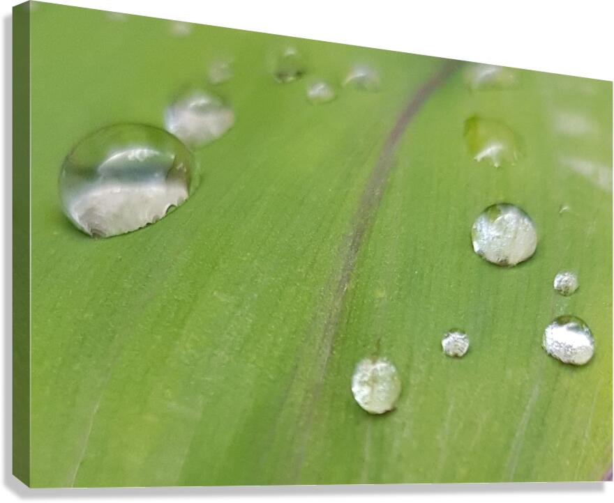 runoff Canvas Print
