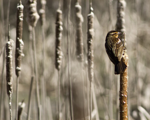 Female Red-Winged Blackbird on Cattail