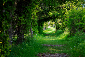 Tunnel Vision Trail