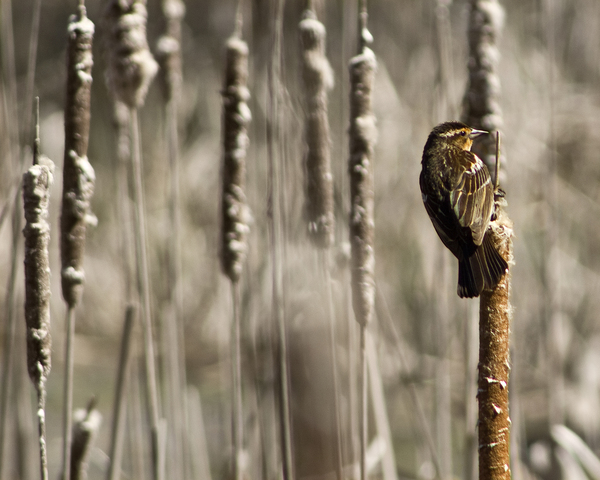 Female Red-Winged Blackbird on Cattail by Barry Octeau