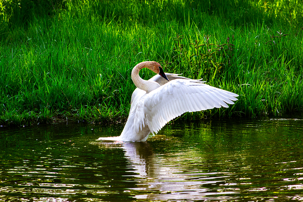 Trumpeter Swan by Barry Octeau