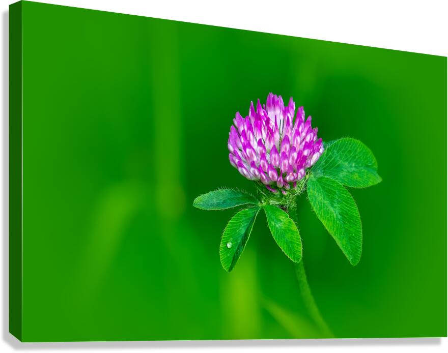 Sweet Clover Canvas Print