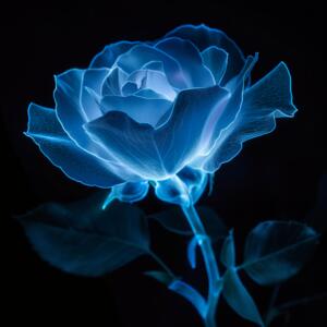 Blue Bioluminescent Rose Black Background