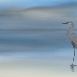 Blue Heron 