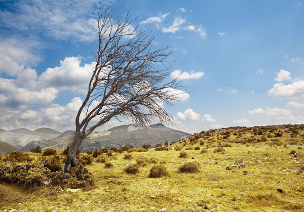 tree landscape by Carlos Castilla