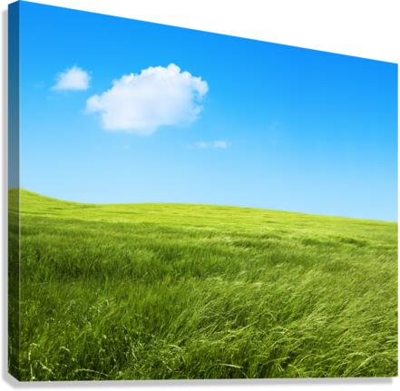 Green grass fields Canvas Print